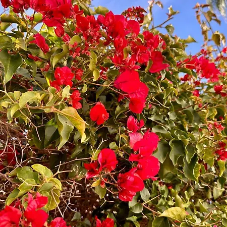 Rafael By Check-in Portugal *